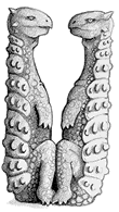 Image: U for Ankylosaurs