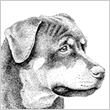 Pen and Ink of Dog