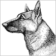Pen and Ink of Dog