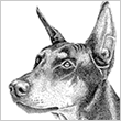 Pen and Ink of Dog